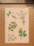 MEDICINAL PLANTS OF NYC